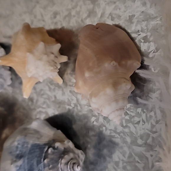 Shell Bundle Atlantic - Picture 5 of 9